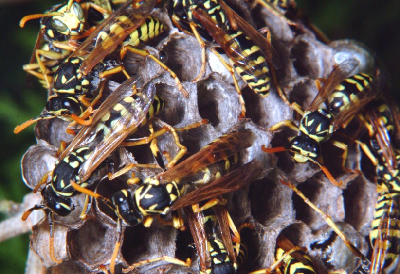 Le meraviglie - Ho trovato il nido di Polistes!